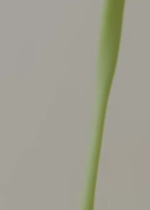 LAKA® Matcha™ [Reserve Blend]