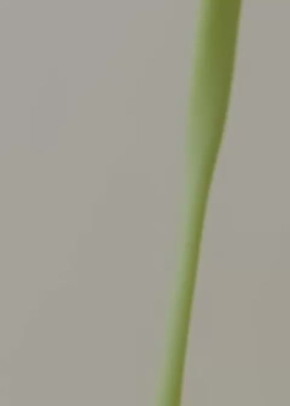 LAKA® Matcha™ [Reserve Blend]